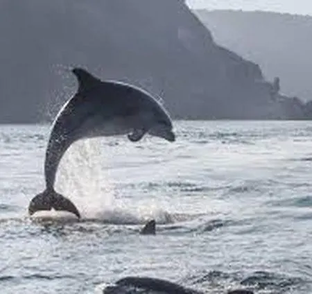 Baie Mt St Michel , , Caprice Rdc , 50 M ,7 Pers , Pres Dday Villa